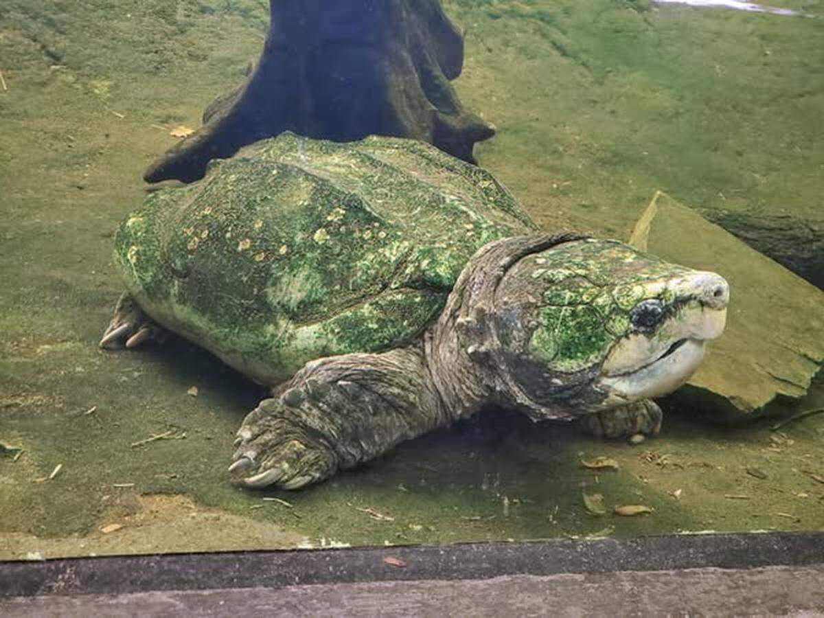 【CHARCOAL】CaRouseLamBRa NS TURTLE NC Zoo: Beloved snapping turtle, born around 1900, has died